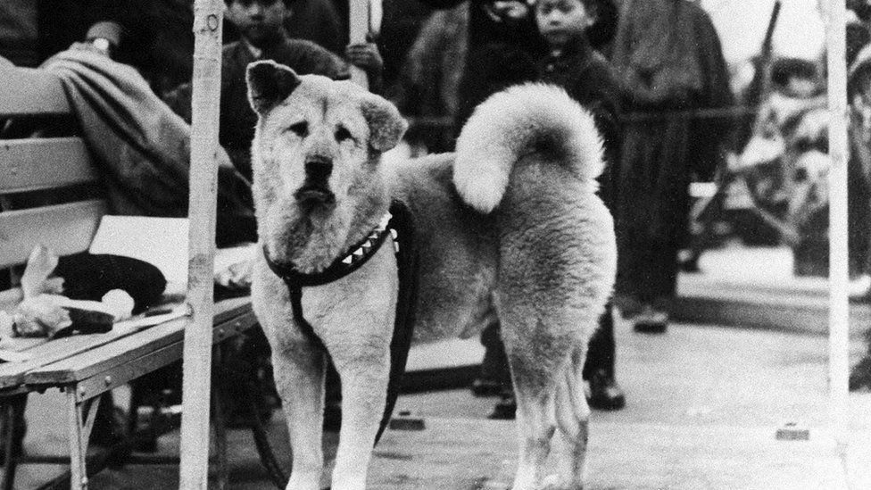 L’histoire d’Hachiko, le chien le plus célèbre du Japon